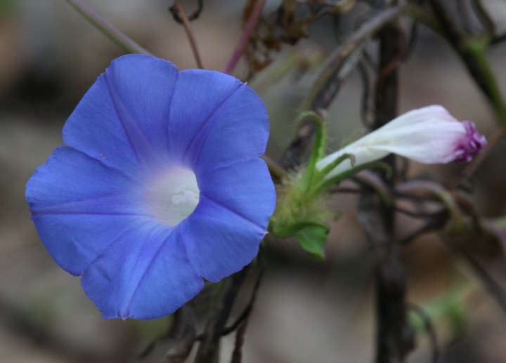 Ivy-leaf Morning Glory
